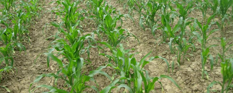 玉米育苗后大概多少天能移栽 玉米种子播种后多少天可以出苗?