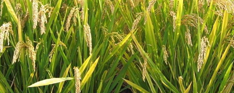 精恶唑禾草灵在水稻田的正确使用 精恶唑禾草灵除草剂水稻田