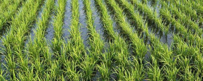 三江平原种植水稻的原因 三江平原水稻大面积种植原因