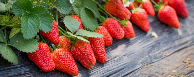 在网上买的草莓苗怎栽不活是什么原因? 网购草莓苗为什么种不活