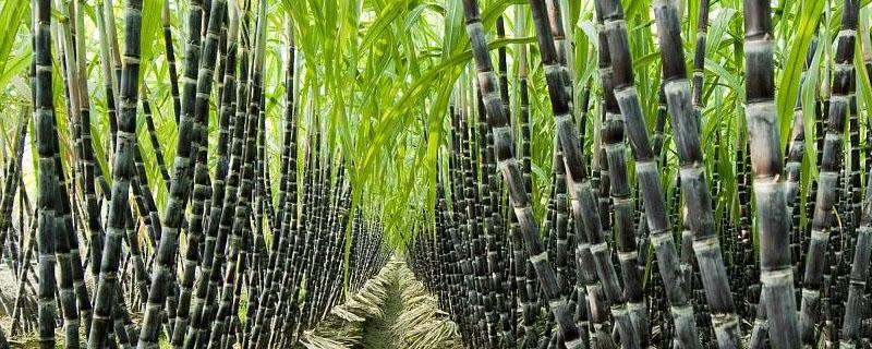 5月份6月份的甘蔗田间管理 甘蔗采收季节