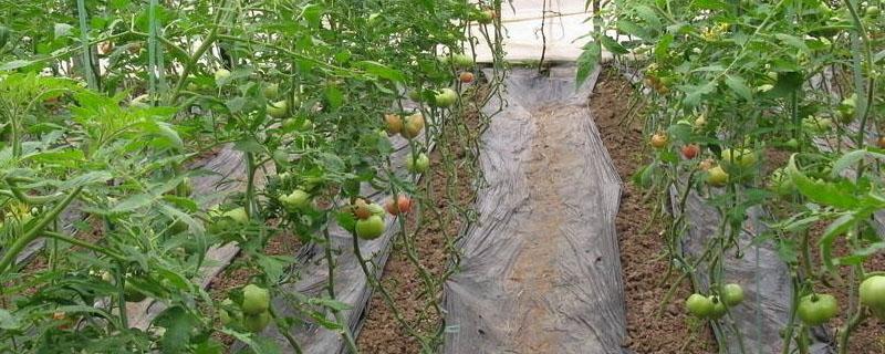 番茄落花落果的原因及防治措施 番茄落花的原因及防治措施