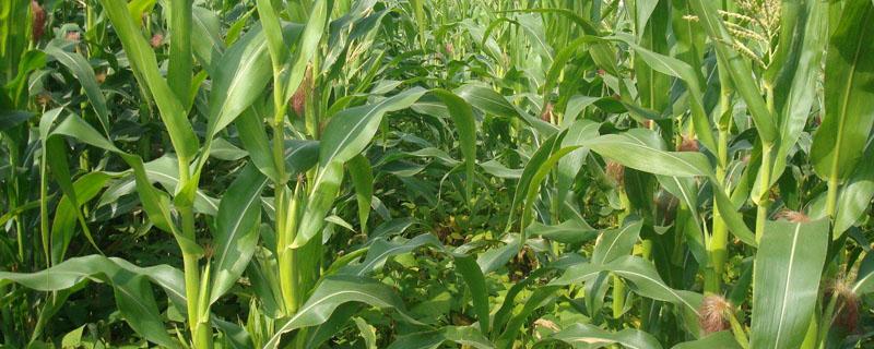 玉米施肥氮磷钾含量比例是多少 玉米施肥氮磷钾比例是多少