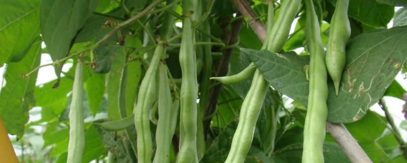 四季豆用哪种肥追肥 四季豆用什么肥料,各阶段的施肥方法