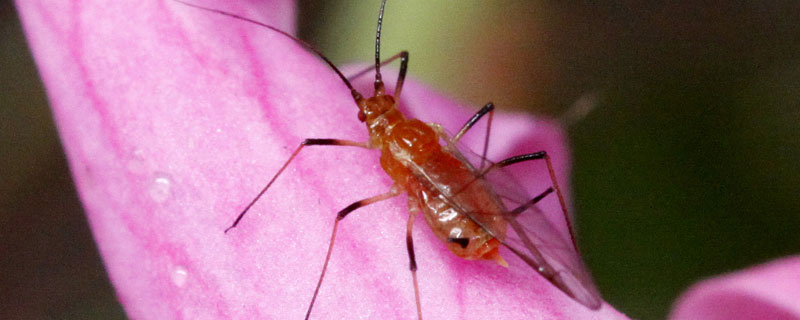 甲维盐防治蚜虫吗 农药甲维盐,对蚜虫的效果