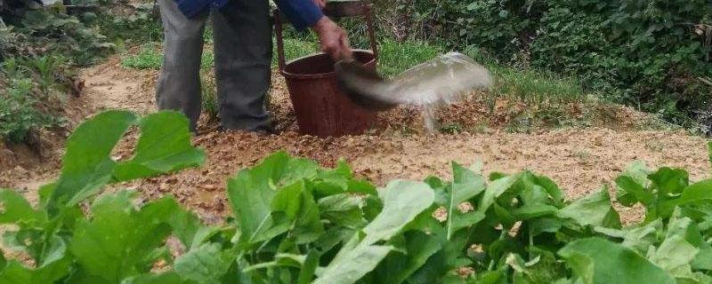 下雨天可以给蔬菜施肥吗 蔬菜下雨天能施化肥吗
