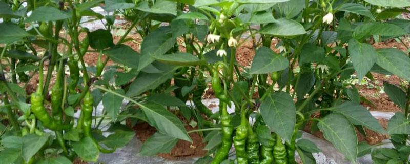 辣椒的田间管理方法 菜椒的种植方法和田间管理