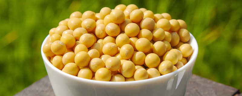 东升2号大豆种子介绍,蛋白质是多少 东升1号大豆种子特征特性
