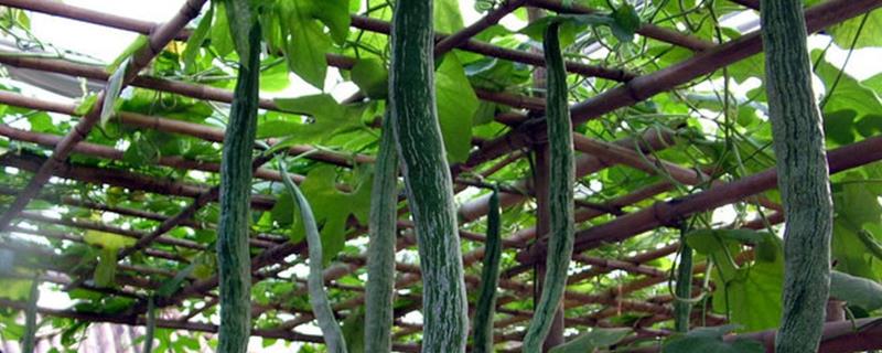 蛇瓜种植时间和方法 蛇瓜的栽培技术