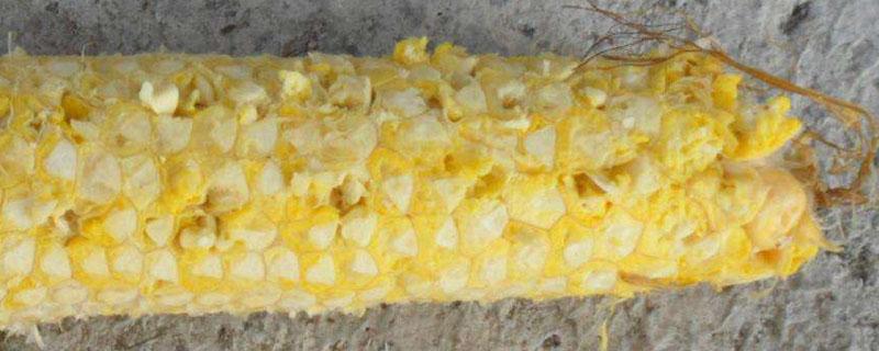 玉米中间的芯是什么发育成的 玉米中间的芯是什么