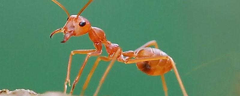 红火蚁怕什么农药 红火蚁用什么农药杀死