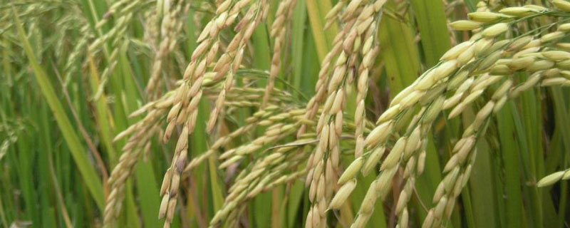 硅肥在水稻喷施最佳时间（水稻叶面施硅肥最佳时期）