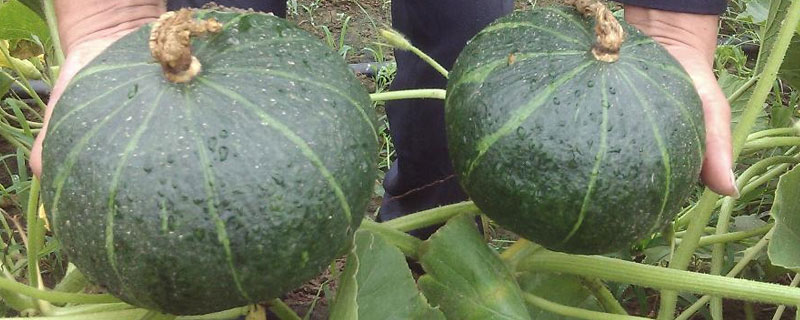吃板栗南瓜留的种子能种植吗 板栗南瓜种子可以留种种植吗