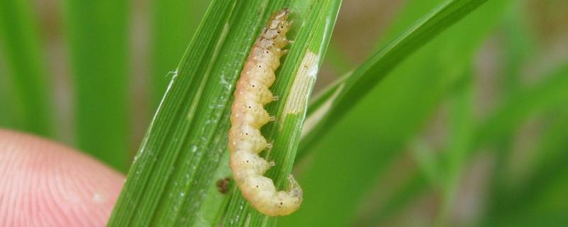 水稻卷叶虫的防治方法 水稻卷叶虫怎么防治