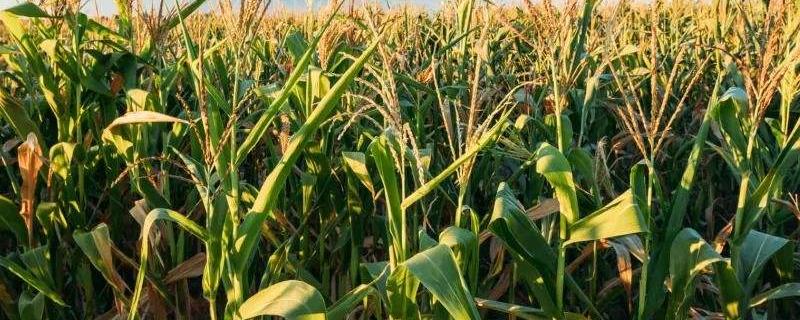 玉米后期什么时候施肥 玉米后期管理和施肥什么时间最佳
