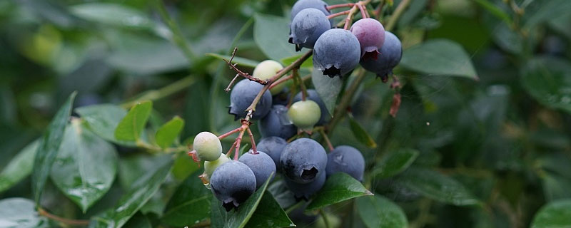 蓝莓种植气候要求 蓝莓种植气候条件