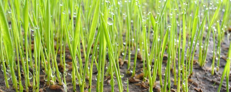 黄华占水稻直播每亩用种多少斤 黄华占亩产