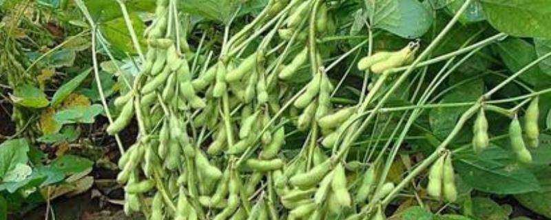 黄豆种植教程 黄豆的种植方法步骤