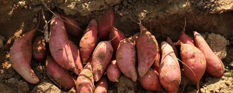 20亩红薯利润多少 200亩红薯能挣多少钱