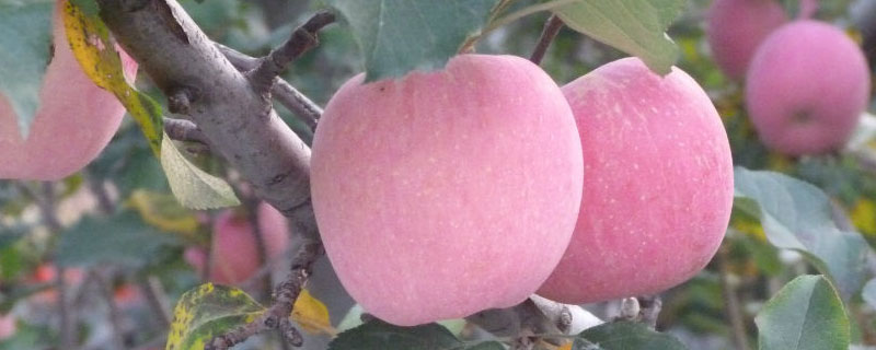 果农在为苹果疏花疏果时应留什么和什么 苹果疏花疏果技术要点