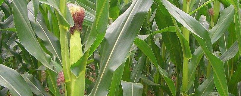 山东高产抗倒玉米品种 抗倒高产的玉米品种