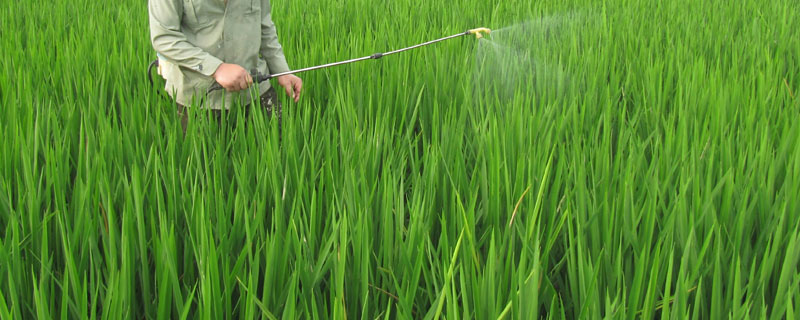 水稻田水葱用什么农药 水稻田里水葱如何防治