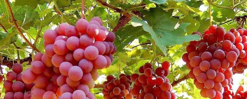 噻苯隆对葡萄的作用和副作用 益果灵噻苯隆在葡萄上的应用