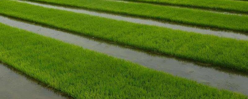 水稻育苗用什么生根剂好 水稻苗床用什么药生根快