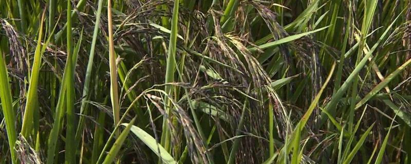 水稻病虫害综合防治技术及时间 水稻病虫害综合防治方案