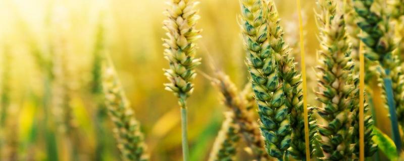 小麦后期管理技术要点 小麦中后期管理应该注意什么
