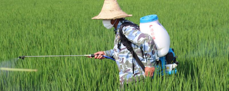 二甲四氯水稻田怎样使用（二甲四氯水稻田怎样使用双草醚）