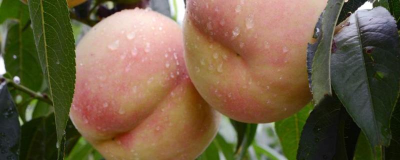 无锡水蜜桃上市时间 无锡水蜜桃品种和上市时间
