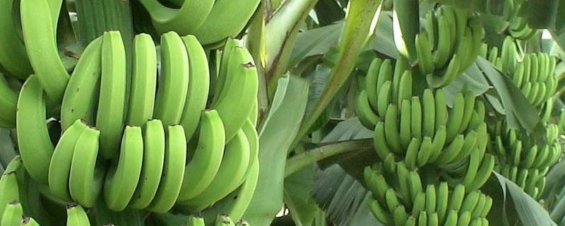 香蕉从种植到收成几个月（香蕉种植到收成大约要几个月）