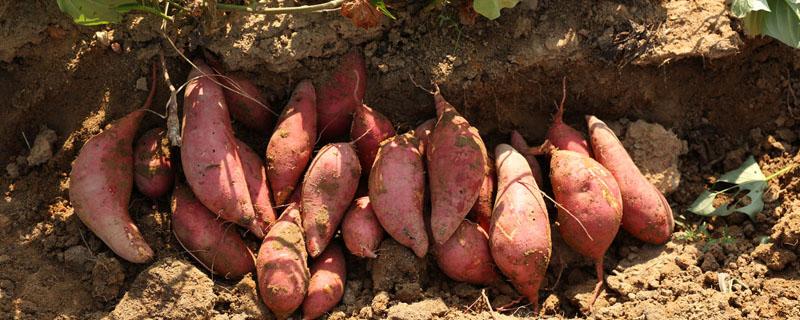 红薯移栽后多长时间知道结果期了 红薯秧怎样保存第二年栽