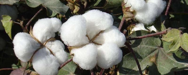 棉花的种植时间与成熟区以及地区 棉花的种植季节和生长特点及作用