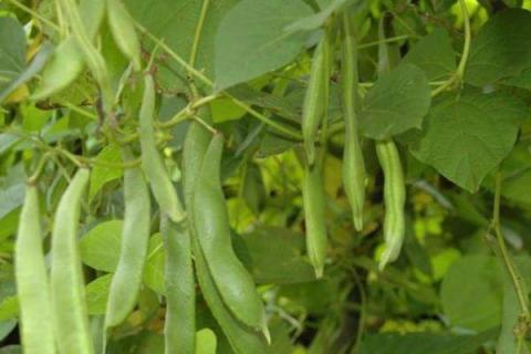 春季芸豆种植时间和方法 春季芸豆种植时间和方法地膜种芸豆