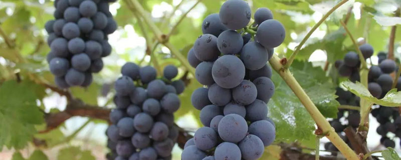 夏黑葡萄种植时间 夏黑葡萄保果最佳时期