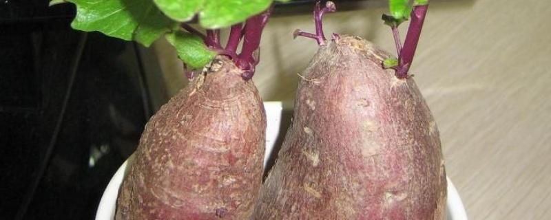 水培红薯的养殖方法和注意事项 水培红薯怎么养才能更旺盛