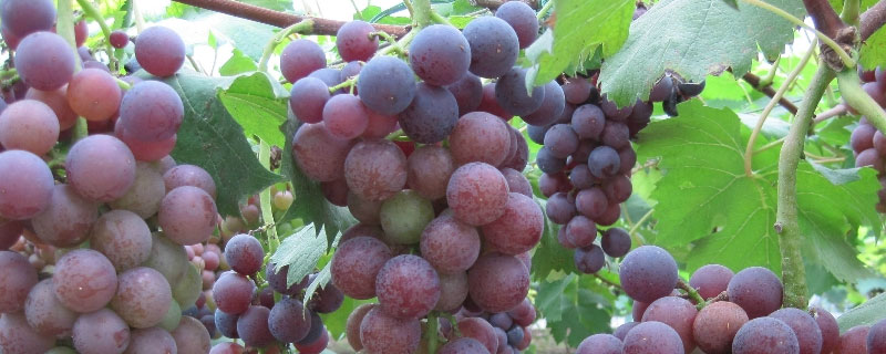 法国南部种植葡萄的有利气候条件 法国南部发展葡萄种植业的有利条件