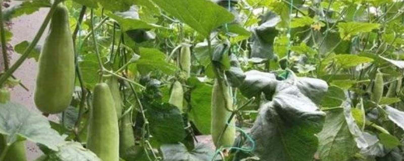 羊角酥瓜的栽培技术 羊角脆种植方法