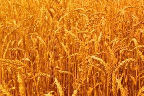 小麦后期管理技术要点