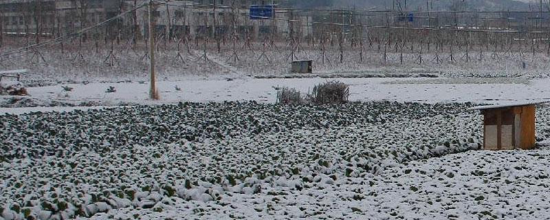 4月下雪对农作物影响 下雪对农作物的影响
