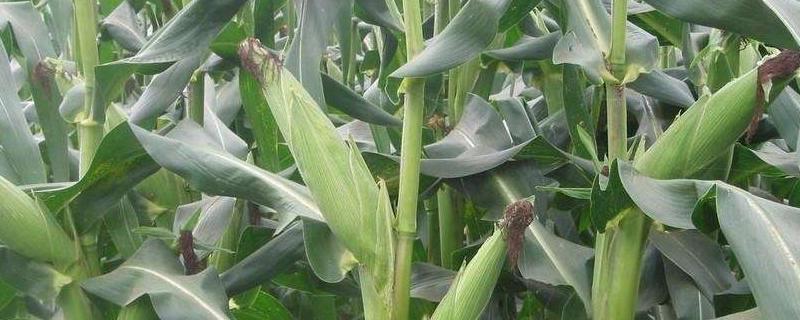 玉米种植时间和方法 玉米种植时间和方法和过程