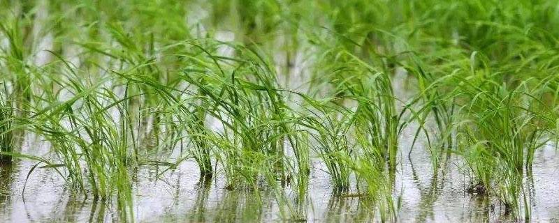 水稻青枯病发病原因 水稻苗期青枯病的发生与防治