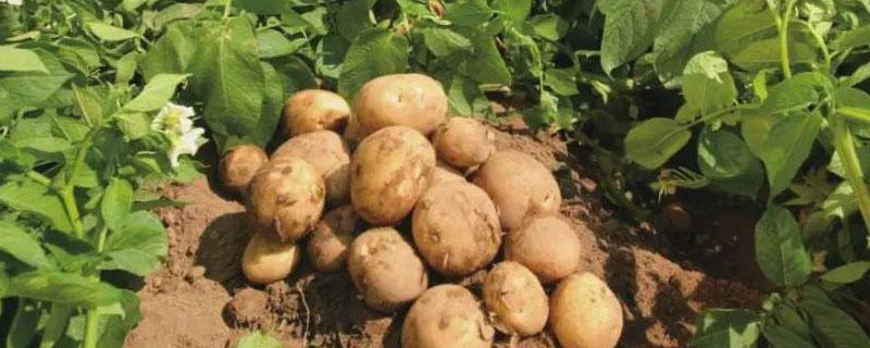 滕州土豆产量 滕州土豆最大产地是哪里