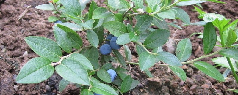 盆栽蓝莓苗成活率大吗 蓝莓树苗几月份种植成活率高