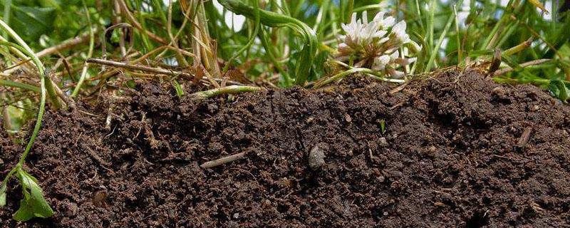 黏质土壤适合种植什么 黏质土壤适合种植什么类型植物