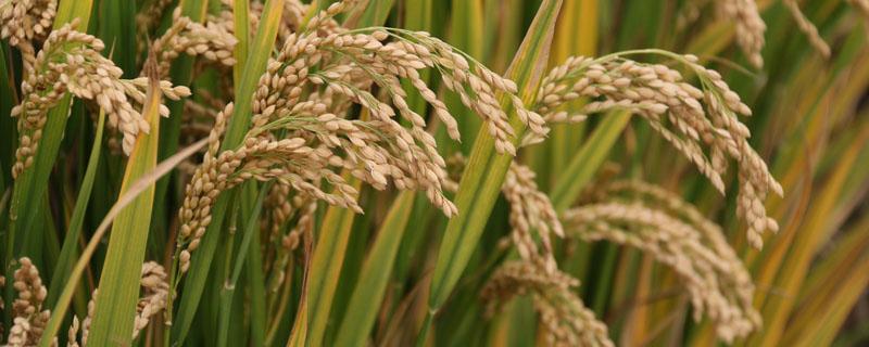 稻谷在生物学上叫什么 关于水稻的生物知识