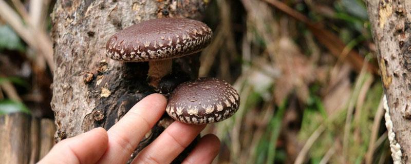 香菇传统木头种植 香菇传统木头种植要刷什么东西