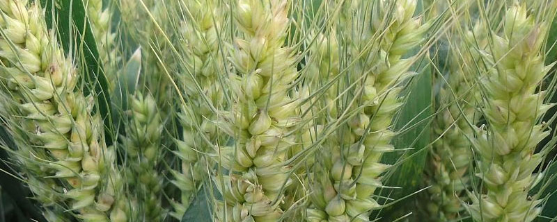 小麦种子胚乳细胞 小麦种子胚细胞含量最多的化合物